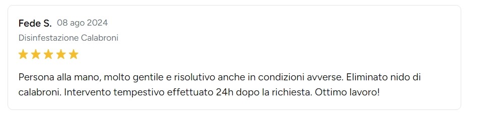 disinfestazione calabroni